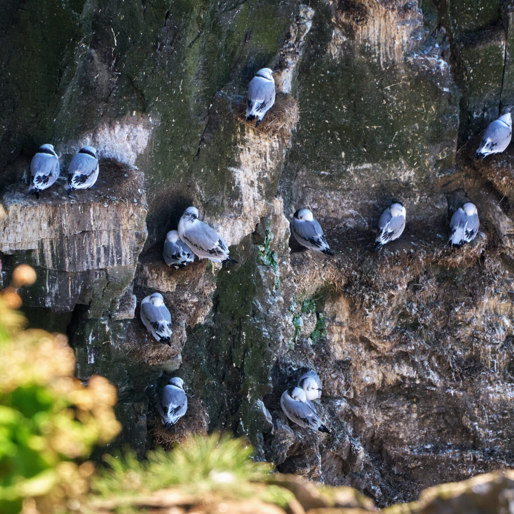 Aves en los acantilados de Tetravik