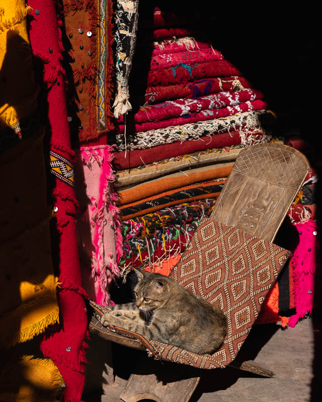 Gato en tienda alfombras